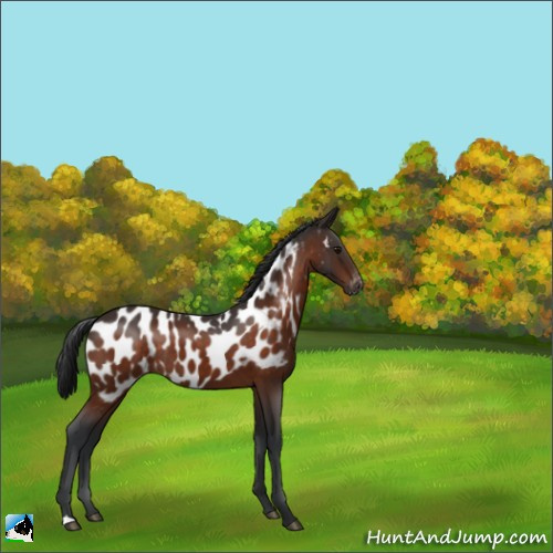 Horse Color:Bay Appaloosa Rabicano 