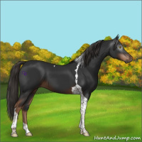 Horse Color:Gray Liver Chestnut Tobiano 