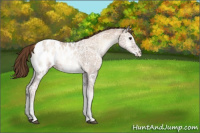 Horse Color:Liver Red Onyx Ice Pearl Appaloosa 