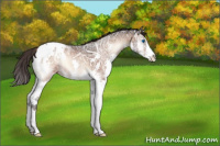Horse Color:Brown Ice Onyx Splash Appaloosa 