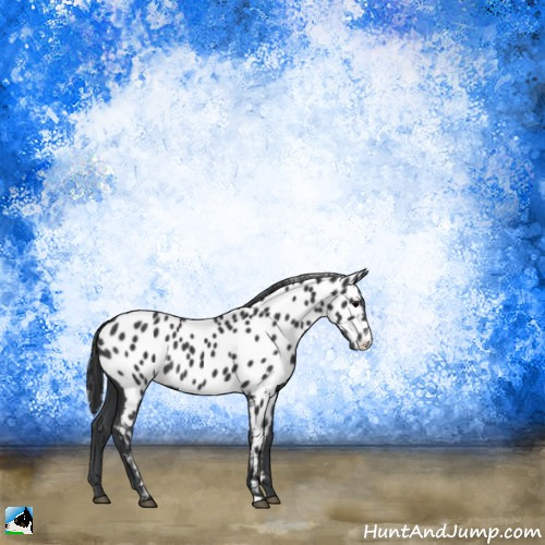 Horse Color:Black Appaloosa Rabicano 