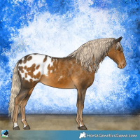 Horse Color:Chocolate Palomino Mushroom Sabino Appaloosa Rabicano 