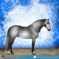 Horse Color:Gray Black Rabicano 