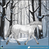 Horse Color:Gray Brown Appaloosa Rabicano 