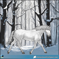 Horse Color:Gray Brown Appaloosa Rabicano 