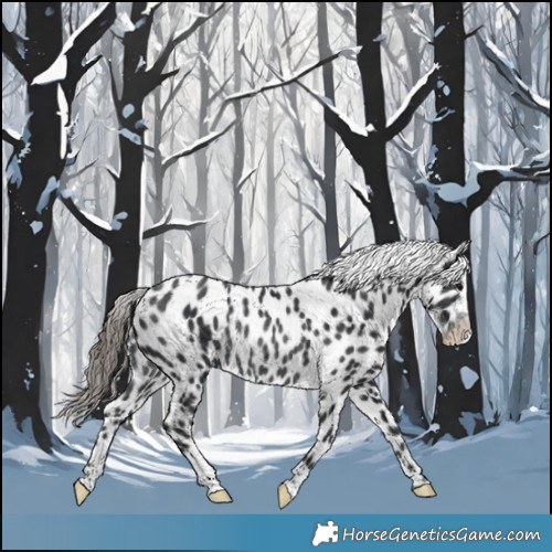 Horse Color:Black Appaloosa Rabicano 
