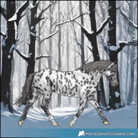 Horse Color:Black Appaloosa Rabicano 