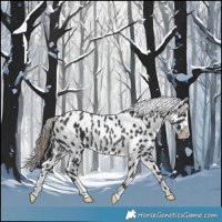Horse Color:Black Near Leopard Rabicano 