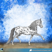 Horse Color:Black Sabino Appaloosa Rabicano