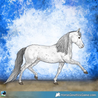 Horse Color:Black Sabino Rabicano 