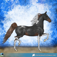 Horse Color:Liver Chestnut Tobiano 
