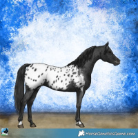 Horse Color:Gray Brown Appaloosa Rabicano 