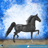 Horse Color:Black Rabicano 
