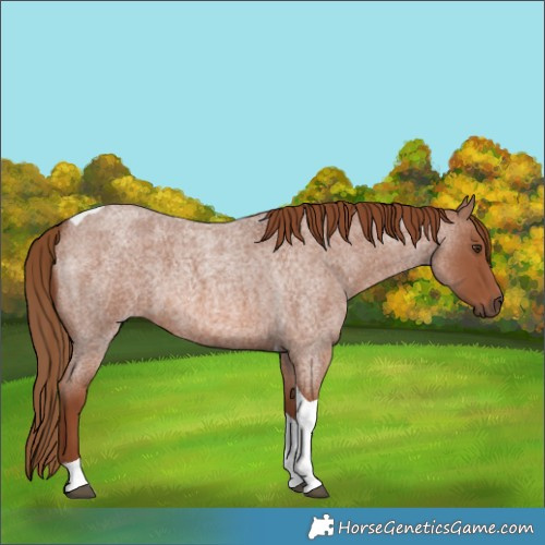 Horse Color:Red Roan Tobiano 