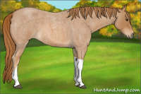 Horse Color:Red Roan Tobiano