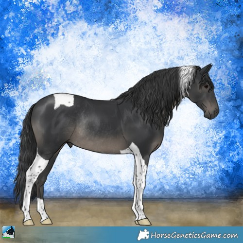 Horse Color:Black Tobiano Rabicano 
