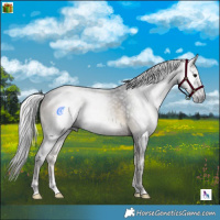 Horse Color:Gray Brown Onyx Rabicano 