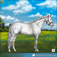 Horse Color:Gray Brown Onyx Rabicano 