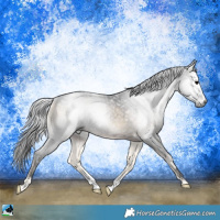 Horse Color:Gray Brown Onyx Rabicano
