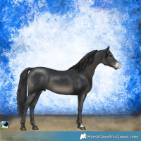 Horse Color:Black Sabino Rabicano 