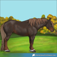 Horse Color:Liver Chestnut 