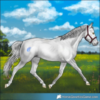Horse Color:Gray Liver Chestnut Tobiano 
