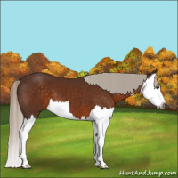 Horse Color:Gray Silver Buckskin Splash 