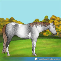 Horse Color:Gray Liver Chestnut Tobiano 