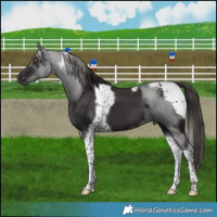 Horse Color:Liver Chestnut Tobiano 