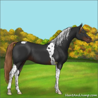 Horse Color:Liver Chestnut Tobiano 