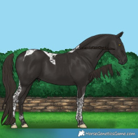 Horse Color:Liver Chestnut Tobiano