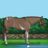 Horse Color:Liver Red Dun Tobiano