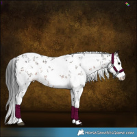 Horse Color:Brown Sabino Rabicano 