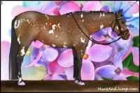 Horse Color:White Spotted Buckskin Sabino Rabicano 