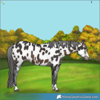 Horse Color:Brown Appaloosa 