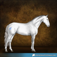 Horse Color:Gray White Spotted Liver Chestnut Rabicano 