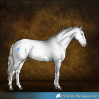 Horse Color:Gray White Spotted Liver Chestnut Rabicano