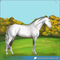 Horse Color:Gray White Spotted Liver Chestnut