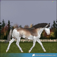 Horse Color:White Spotted Liver Red Onyx Splash 