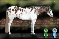 Horse Color:White Spotted Liver Chestnut Appaloosa Rabicano 