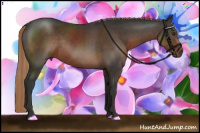 Horse Color:Liver Chestnut Rabicano 