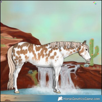 Horse Color:White Spotted Chocolate Palomino Appaloosa Rabicano