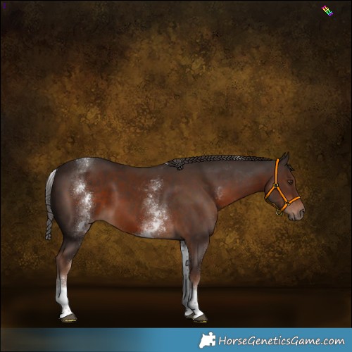 Horse Color:White Spotted Liver Chestnut Tobiano 