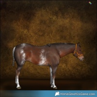 Horse Color:White Spotted Liver Chestnut Tobiano 