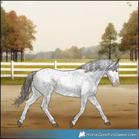 Horse Color:White Spotted Liver Chestnut Sabino 