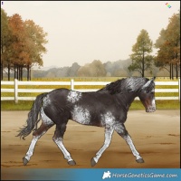 Horse Color:White Spotted Liver Chestnut Sabino 