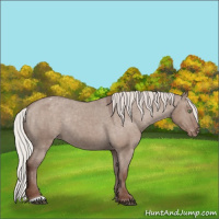 Horse Color:Silver Grullo Appaloosa Rabicano 