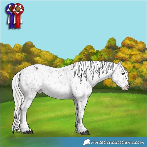 Horse Color:Silver Black Appaloosa Rabicano 