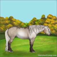 Horse Color:Gray Silver Grullo Appaloosa