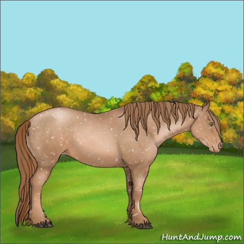 Horse Color:Liver Chestnut Pearl Appaloosa Rabicano 